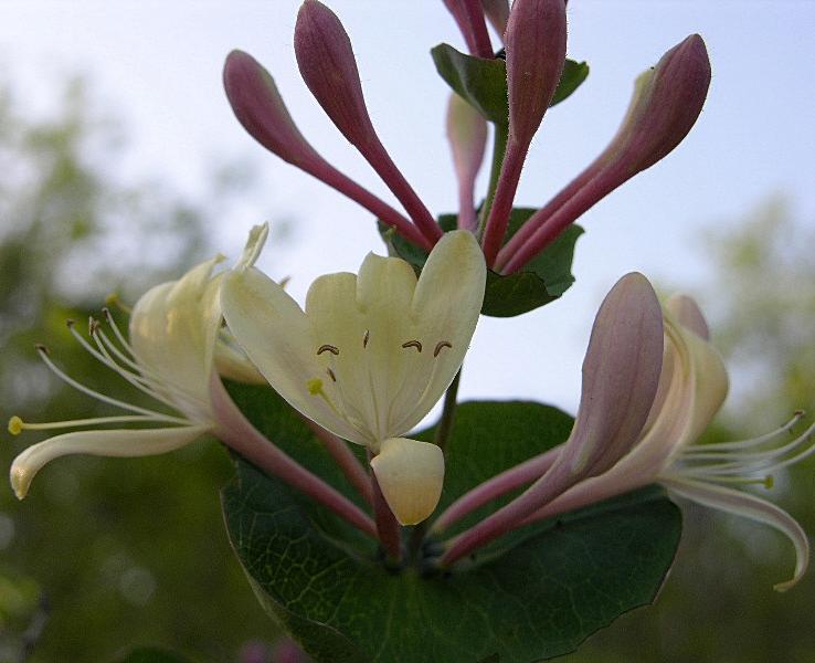 Lonicera caprifolium / Caprifoglio